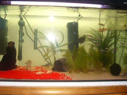 Verschiedene fische zu verkaufen z. b skarlare diskus garnelen krebse l-wels u. s.