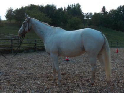 Appaloosa 7 jährig Indian Chief PBL