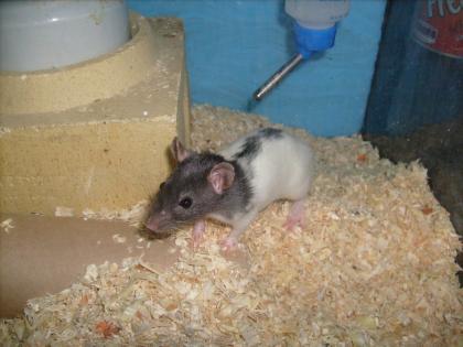 Ratten 7 Wo. alt Notfalltiere aus schlechter Haltung