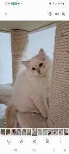 Heilige-birma Kitten