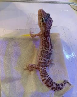 0. 1 Mack Snow Tremper Leopardgecko Weibchen Enz 22 Übergabe Houten oder Hamm möglich