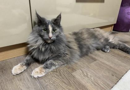 Norwegische Waldkatze reinrassige Mädchen suchen ein liebevolles zu Hause