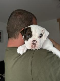 Old englisch Bulldog OEB Welpen zu verkaufen