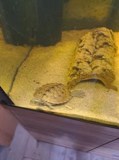 2 Mississippi höckerschildkröte Zubehör