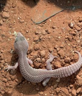 0. 1 Blizzard Het Diablo Blanco Leopardgecko Weibchen Enz 22/ Übergabe Houten oder Hamm möglich