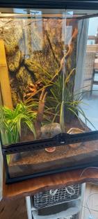 Kronengecko und Terrarium