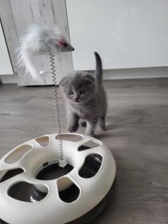 Bkh / scottish fold