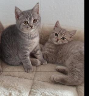 BKH Kitten entwurmt und geimpft dürfen ausziehen.