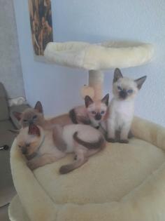 Tonkanesekitten Burma Siam
