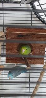 Sperlingspapageien Pärchen mit Käfig