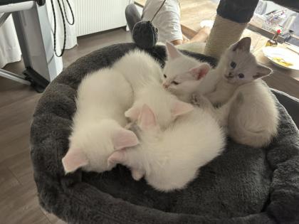 Türkisch angora Kitten