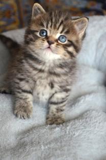Wunderschöne reinrassige BKH Kitten Whiskas Tabby