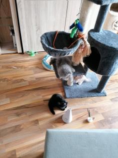 Norwegische Waldkatze