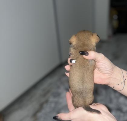 9 Süße Chihuahua Welpen