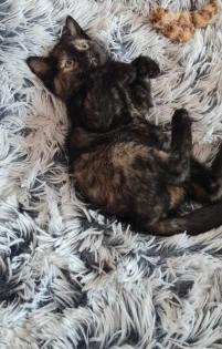 Junge Katze zu verkaufen