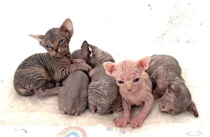 Wunderschöne Canadian Sphynx Kitten