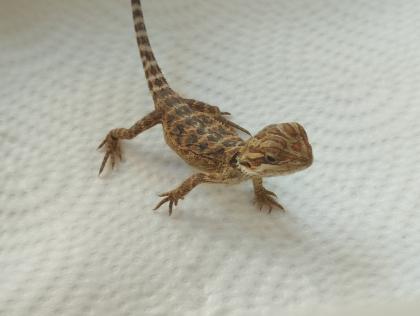 Bartagame Babys brauchen schnell ein neues Zuhause