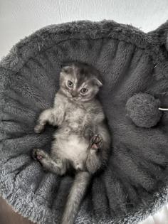 Britisch kurzhaar Kitten Scotisch Fold mix