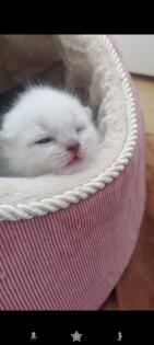 Bkh kittchen ab 12 Woche Abgabe bereit