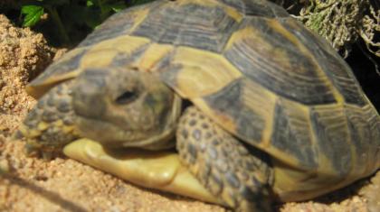 Griechische Landschildkröten aus Nachzucht 2021 und 2022 Testudo-hermanni-boettgeri