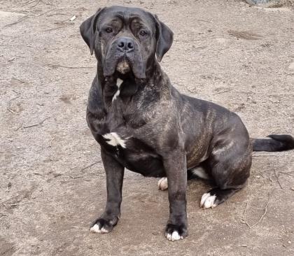 Cane Corso mit AHNENTAFEL