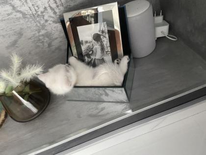 Kitten BKH shadow Silver Blue Point