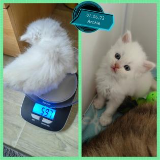 2 super süße Kätzchen /Katerchen BLH /Maine Coon