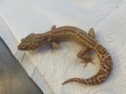 Leopardgecko Gruppe 8 Tiere