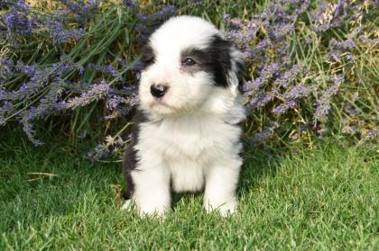 Bearded Collie Welpen reinrassig VDH Papiere . 2 Mädchen suchen noch ihre passende Menschen .