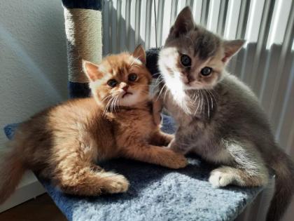 Katzenfreunde aufgepasst Traumhafte BKH/Scottish Fold Longhair Kitten