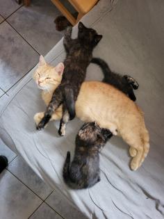 Katzenkinder Katzenbabys