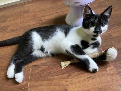 Katze Siam/EK- Mix 6 Monate alt kastriert abzugeben