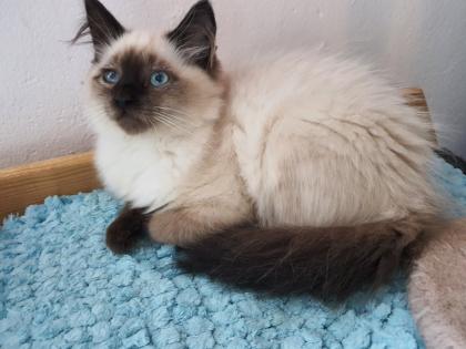 Sibirische katerchen mit Stammbaum