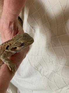 Bartagame handzahm und gesund