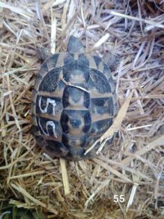 Griechische Landschildkröten
