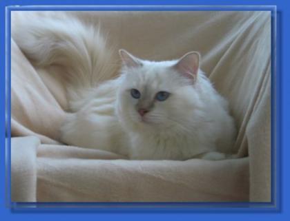 Birmakastrat lilac-tabby sucht ein Neues Zuhause