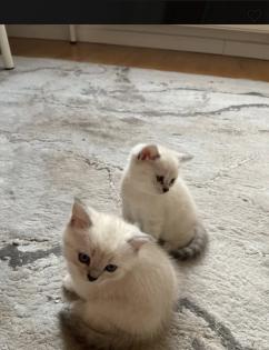 Abgabe bereite BKH blue point kitten