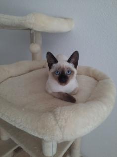 Tonkanesekitten Burma Siam