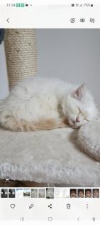 Heilige-birma Kitten