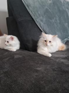 Heilige-birma Kitten
