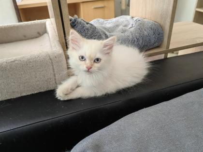 Maine Coon /BLH Katerchen Archie sucht ab 01. 08. 23 sein Zuhause