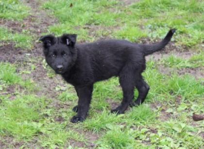 Onyx Rüde Welpe Altdeutscher Schäferhund DDR Linien
