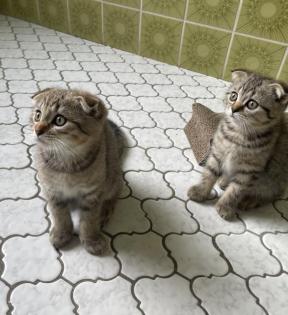 BKH Scottish Fold Kitten