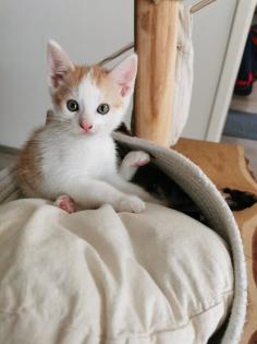Katzenbabys Kitten abzugeben