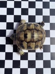 Griechische Landschildkröten aus 2022 und 2022 Testudo hermanni zu verkaufen