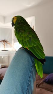 Blaustirnamazone m. und w.