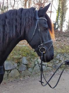 6j. schicker Friesen-Wallach L-M Niveau
