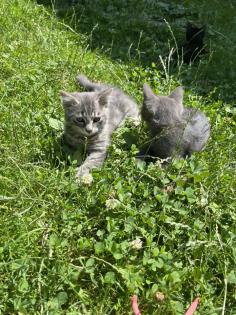 Mischling Katzen Kitten