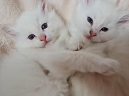 Heilige-birma Kitten