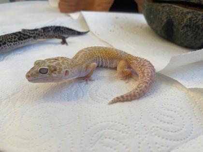 Leopardgecko Gruppe 8 Tiere